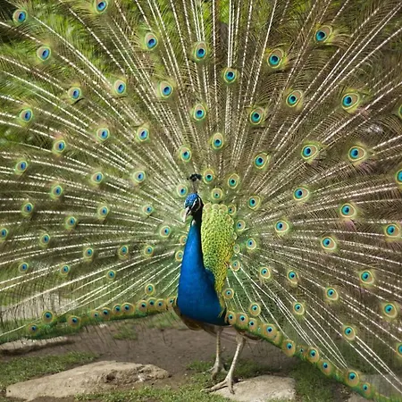 Marinela Hotel Sófia